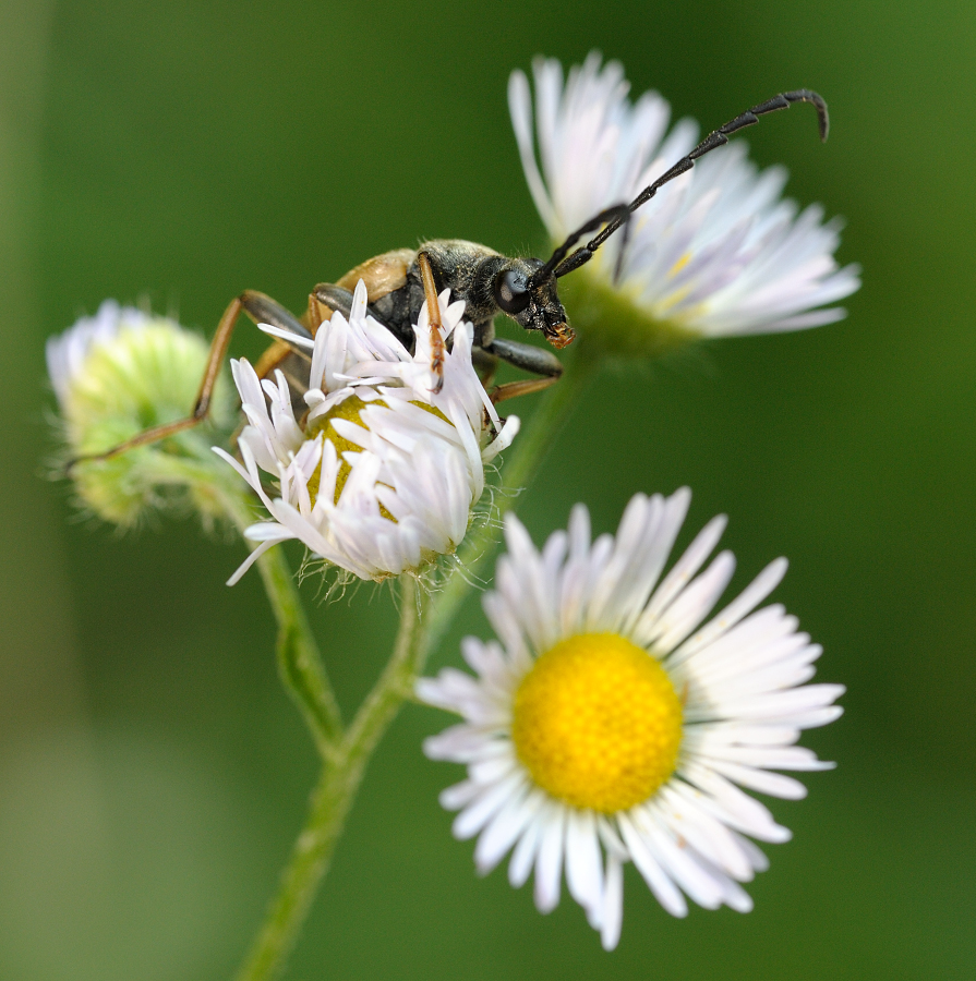 Leptura