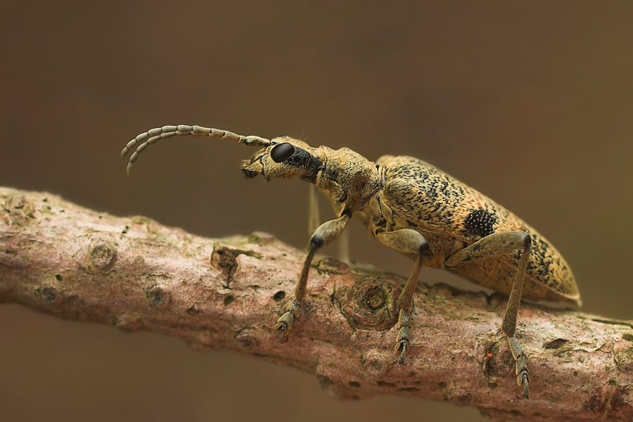 Mordax