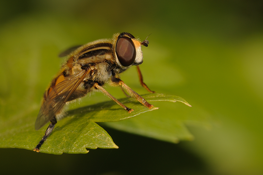 Pestřenka