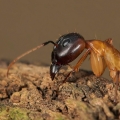 Camponotus | fotografie