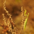 Čekání | fotografie