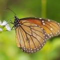 Danaus | fotografie