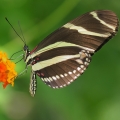 Heliconius | fotografie