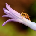 Na hyacintu | fotografie