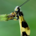 Ploskoroh3 | fotografie