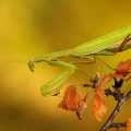 Poslední | fotografie