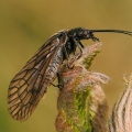 Střechatka | fotografie